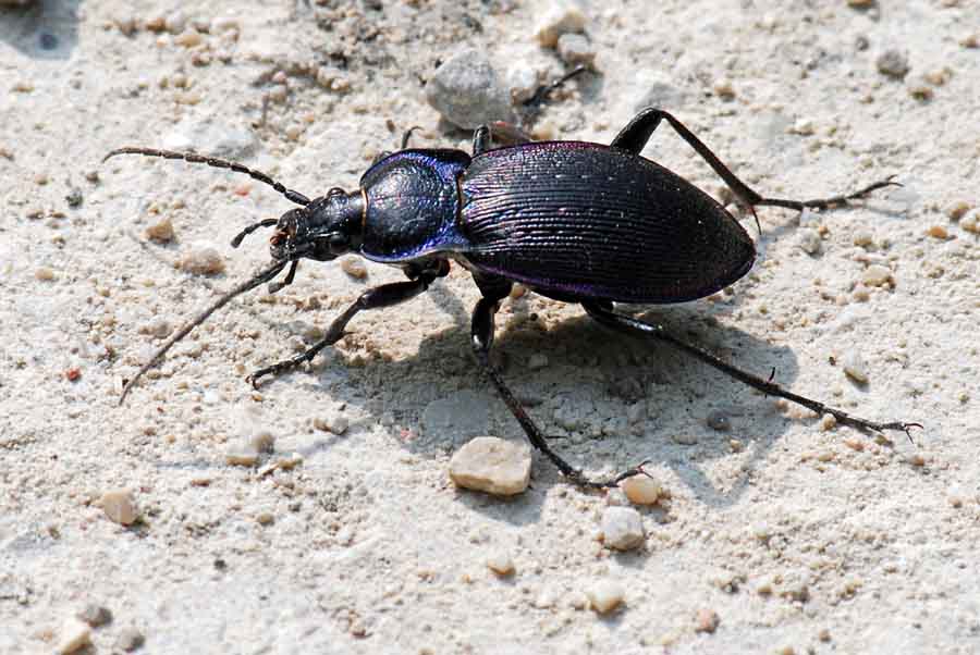 Carabidae da identificare: Carabus catenulatus